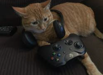 Gaming cat Blank Meme Template