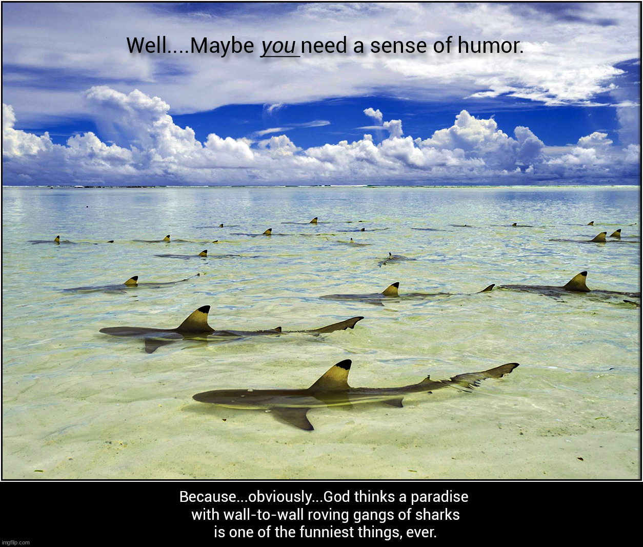 Paradise... | image tagged in sharks | made w/ Imgflip meme maker
