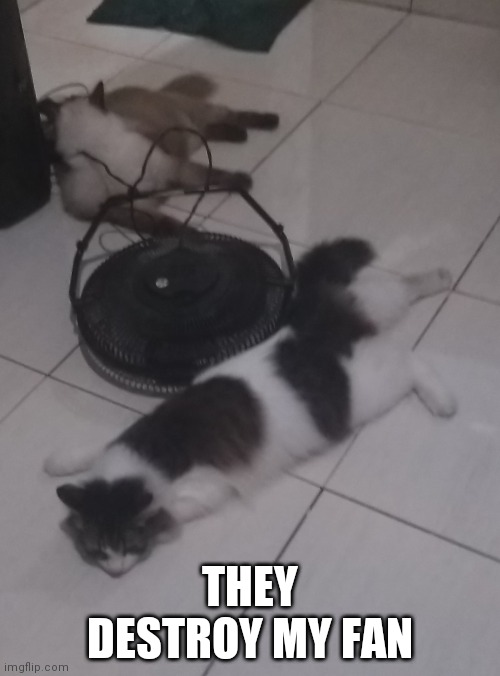 THEY DESTROY MY FAN | made w/ Imgflip meme maker