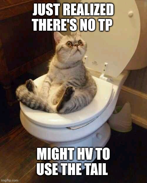 Toilet cat | JUST REALIZED THERE'S NO TP; MIGHT HV TO USE THE TAIL | image tagged in toilet cat | made w/ Imgflip meme maker