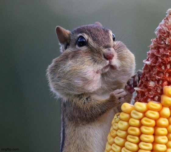 Thanksgiving Squirrel | image tagged in thanksgiving squirrel | made w/ Imgflip meme maker