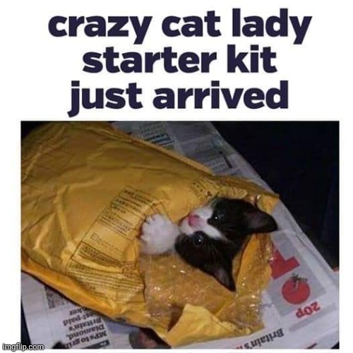 Just starting out | image tagged in mail,order,cat | made w/ Imgflip meme maker
