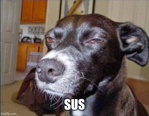 suspecting dog | SUS | image tagged in suspecting dog | made w/ Imgflip meme maker