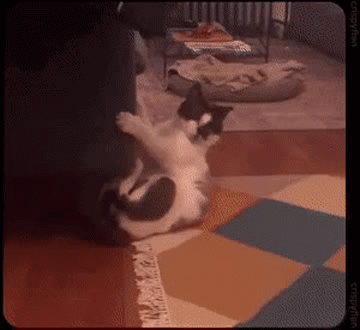 Funny Cat Falls Off Table animated gif