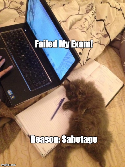 Cute Sabotage | Failed My Exam! Reason: Sabotage | image tagged in cats,memes,funny,animals,demotivationals,fails | made w/ Imgflip meme maker