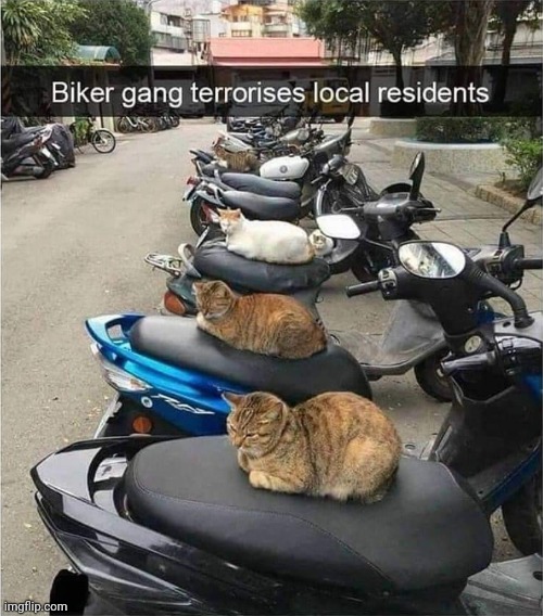 The Cat Hood | image tagged in cat,gang,bikers | made w/ Imgflip meme maker