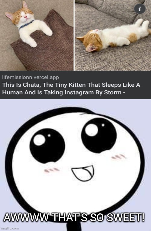 just cute | AWWWW THAT'S SO SWEET! | image tagged in just cute,cats,sleeping | made w/ Imgflip meme maker