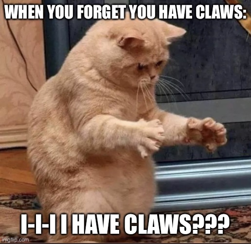 How could I forget that? | WHEN YOU FORGET YOU HAVE CLAWS:; I-I-I I HAVE CLAWS??? | image tagged in confused cat | made w/ Imgflip meme maker