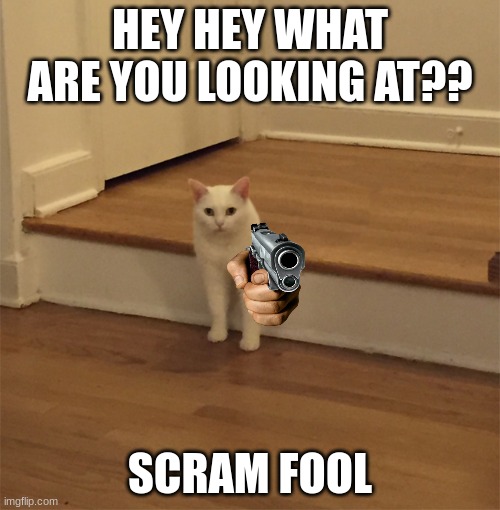 Scram fool | image tagged in cat with gun,hey hey what are you looking at,scram fool | made w/ Imgflip meme maker