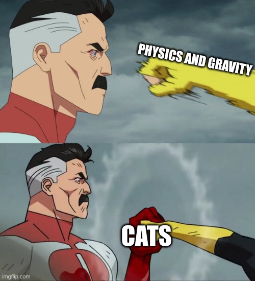 My cat doesn't notice gravity | PHYSICS AND GRAVITY; CATS | image tagged in omni man blocks punch,cats,funny | made w/ Imgflip meme maker