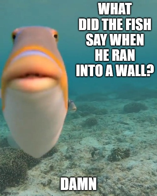 Daily Bad Dad Joke May 26 2022 | WHAT DID THE FISH SAY WHEN HE RAN INTO A WALL? DAMN | image tagged in orange fish staring at camera | made w/ Imgflip meme maker