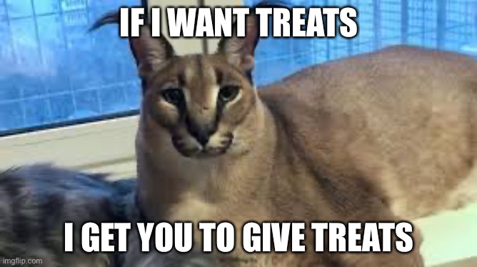 Flopper be like | IF I WANT TREATS; I GET YOU TO GIVE TREATS | image tagged in floppa,cats | made w/ Imgflip meme maker
