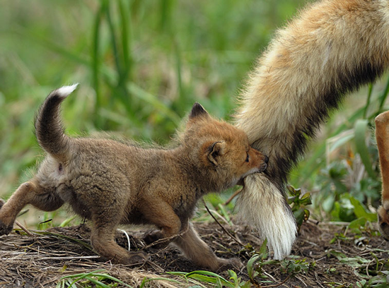 image tagged in cute,animals