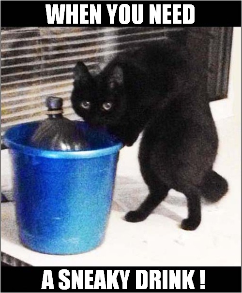One Crafty Cat ! | WHEN YOU NEED; A SNEAKY DRINK ! | image tagged in cats,sneaky,drink | made w/ Imgflip meme maker