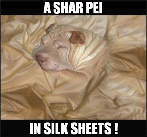 To Make You Smile ! |  A SHAR PEI; IN SILK SHEETS ! | image tagged in dogs,smiles,shar pei,silk sheets | made w/ Imgflip meme maker