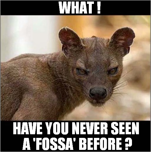 Meanwhile In Madagascar ... | WHAT ! HAVE YOU NEVER SEEN
 A 'FOSSA' BEFORE ? | image tagged in fun,fossa,madagascar | made w/ Imgflip meme maker