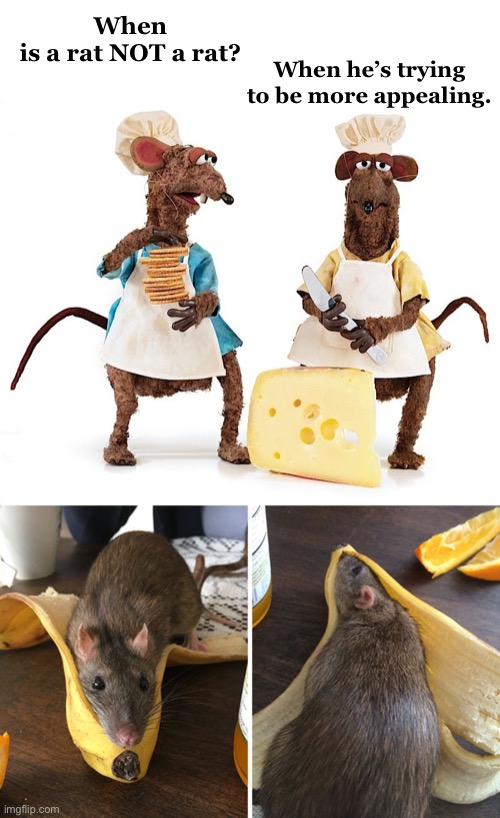There’s a Rat in the Kitchen, What Am I Gonna Do? | When
is a rat NOT a rat? When he’s trying to be more appealing. | image tagged in funny memes,dad jokes,eyeroll,rats,bad puns | made w/ Imgflip meme maker
