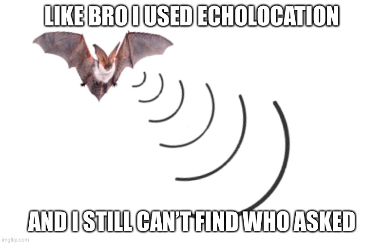 But like who? | LIKE BRO I USED ECHOLOCATION; AND I STILL CAN’T FIND WHO ASKED | image tagged in who asked | made w/ Imgflip meme maker