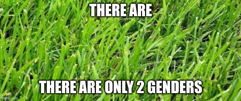 grass | THERE ARE; THERE ARE ONLY 2 GENDERS | image tagged in grass | made w/ Imgflip meme maker
