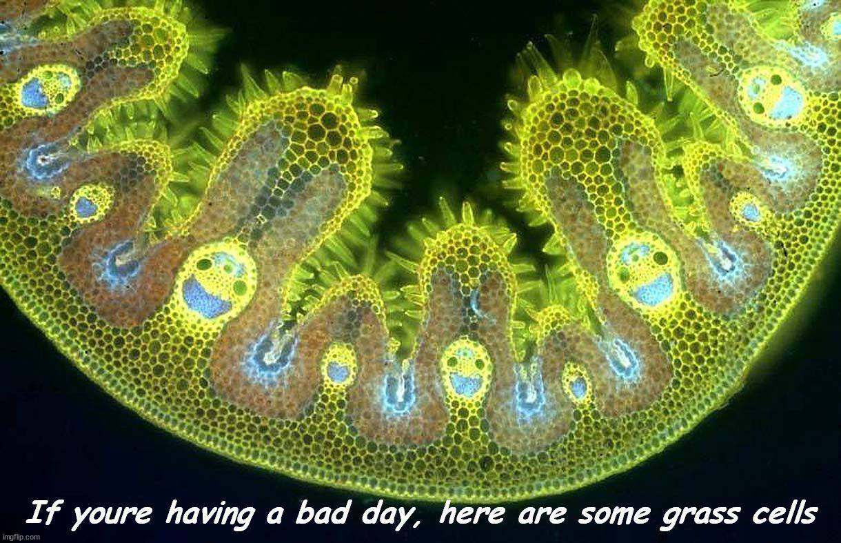 image tagged in awesome | made w/ Imgflip meme maker