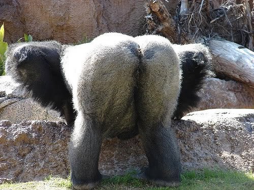 gorilla ass Blank Meme Template