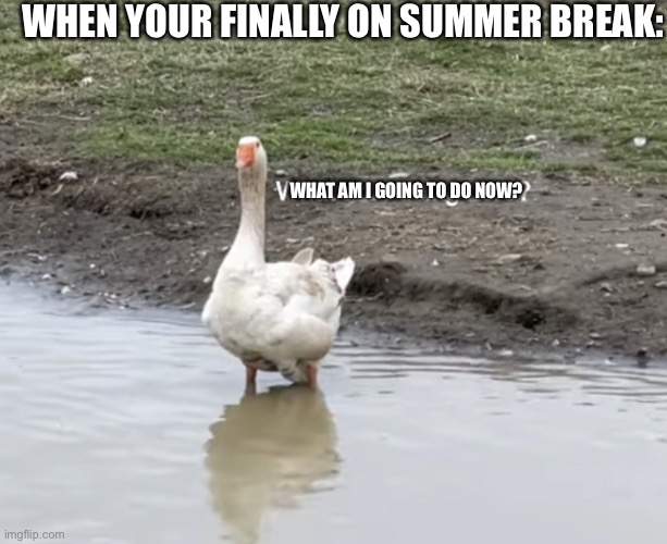 SUMMER BREAK ITS FINALLY HERE!!! | WHEN YOUR FINALLY ON SUMMER BREAK:; WHAT AM I GOING TO DO NOW? | image tagged in what am i doing here | made w/ Imgflip meme maker