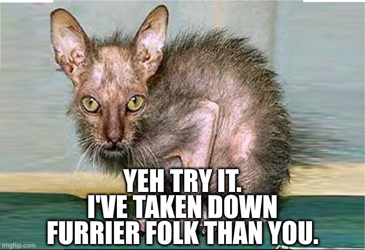 ugly cat | YEH TRY IT.
I'VE TAKEN DOWN FURRIER FOLK THAN YOU. | image tagged in ugly cat | made w/ Imgflip meme maker