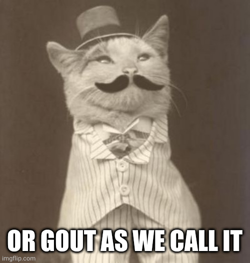 Moustache cat posh | OR GOUT AS WE CALL IT | image tagged in moustache cat posh | made w/ Imgflip meme maker