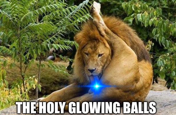 the holy lion licking his holy balls | THE HOLY GLOWING BALLS | image tagged in lion licking balls | made w/ Imgflip meme maker