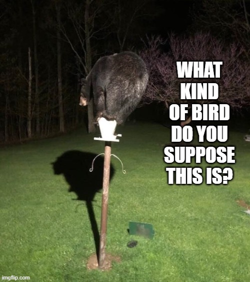 new bird | WHAT KIND OF BIRD DO YOU SUPPOSE THIS IS? | image tagged in bird,bear,bird feeder | made w/ Imgflip meme maker
