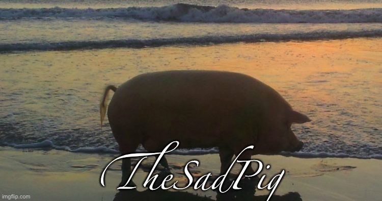 That should be his next username | TheSadPig | made w/ Imgflip meme maker