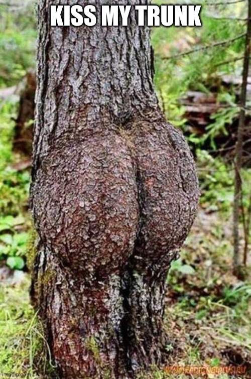 Sexy Tree | KISS MY TRUNK | image tagged in sexy tree | made w/ Imgflip meme maker