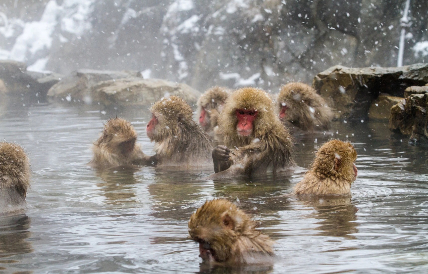 Japanese thermal spring with monkeys Blank Meme Template