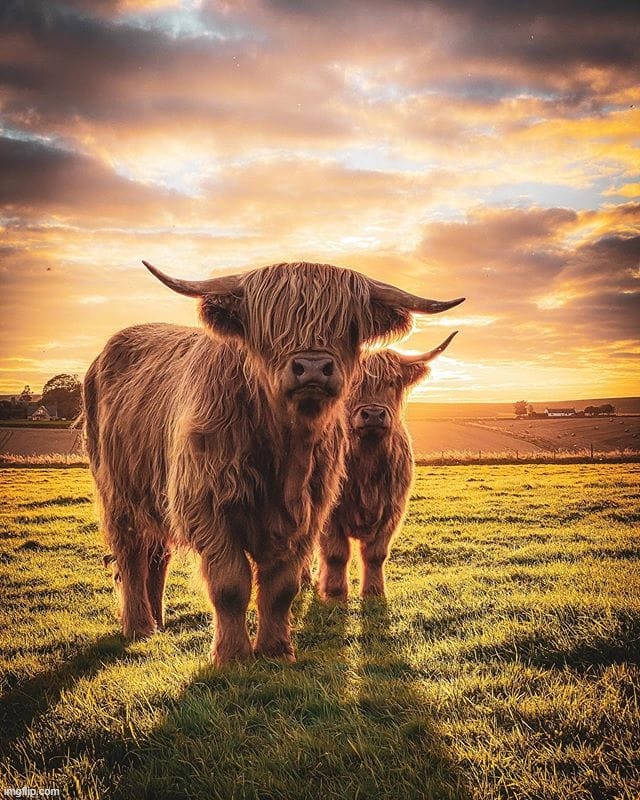 Highland Cows | image tagged in highland cows | made w/ Imgflip meme maker