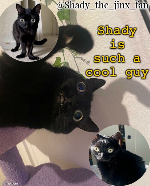 M | Shady is such a cool guy | image tagged in shady s jinx temp once agaun thanks ishowsun | made w/ Imgflip meme maker