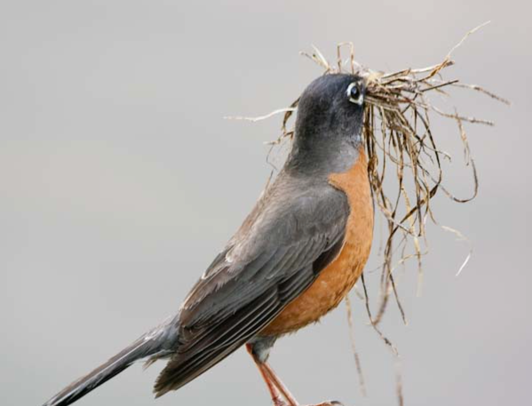 Birds be building Blank Meme Template