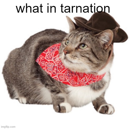 what in tarnation | what in tarnation | image tagged in what in tarnation | made w/ Imgflip meme maker