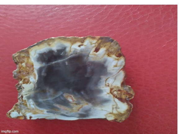 Petrified wood | image tagged in wood,my picture,pictures | made w/ Imgflip meme maker