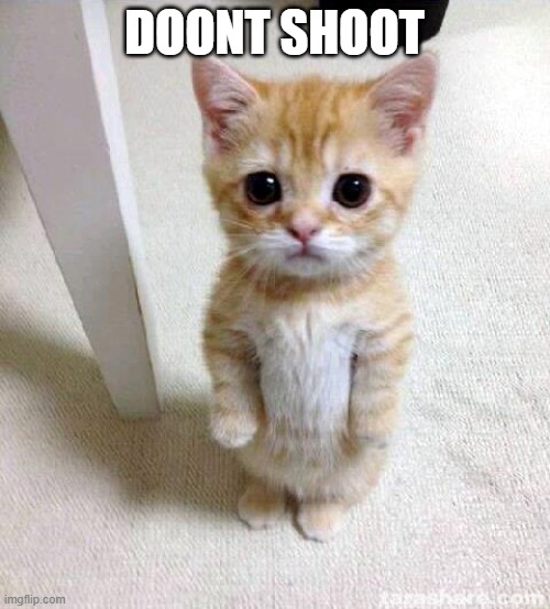 Cute Cat Meme | DOONT SHOOT | image tagged in memes,cute cat | made w/ Imgflip meme maker