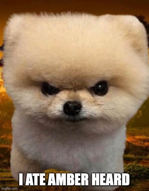 Fluffy, Destroyer of worlds | I ATE AMBER HEARD | image tagged in fluffy destroyer of worlds | made w/ Imgflip meme maker