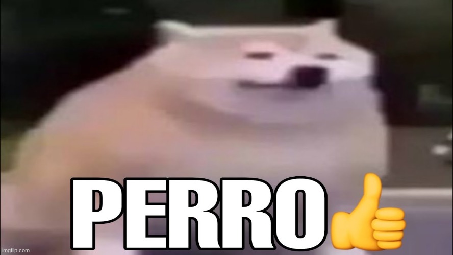 PERRO | image tagged in perro | made w/ Imgflip meme maker