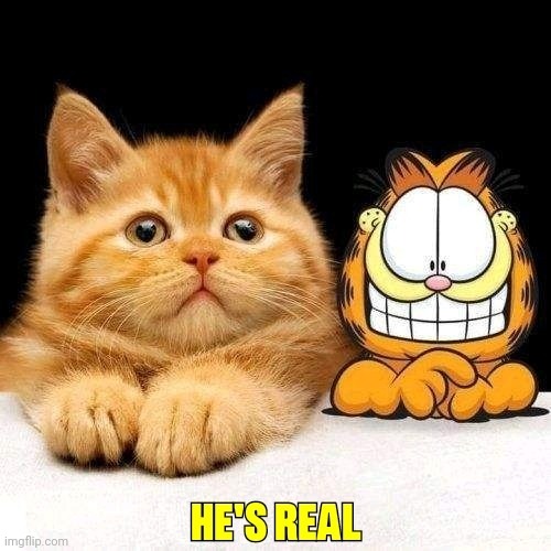 Guess who | image tagged in famous,cat,real | made w/ Imgflip meme maker
