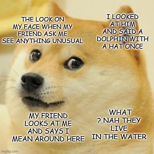 Doge | THE LOOK ON MY FACE WHEN MY FRIEND ASK ME SEE ANYTHING UNUSUAL; I LOOKED AT HIM AND SAID A DOLPHIN WITH A HAT ONCE; WHAT ? NAH THEY LIVE IN THE WATER; MY FRIEND LOOKS AT ME AND SAYS I MEAN AROUND HERE | image tagged in memes,doge | made w/ Imgflip meme maker