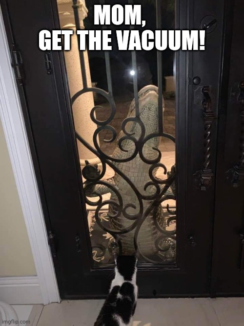 Mom, get the vacuum |  MOM, 
GET THE VACUUM! | image tagged in alligator,tuxedo,cat,florida,vacuum | made w/ Imgflip meme maker