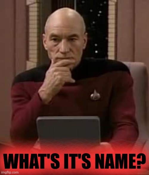 picard thinking | WHAT'S IT'S NAME? | image tagged in picard thinking | made w/ Imgflip meme maker