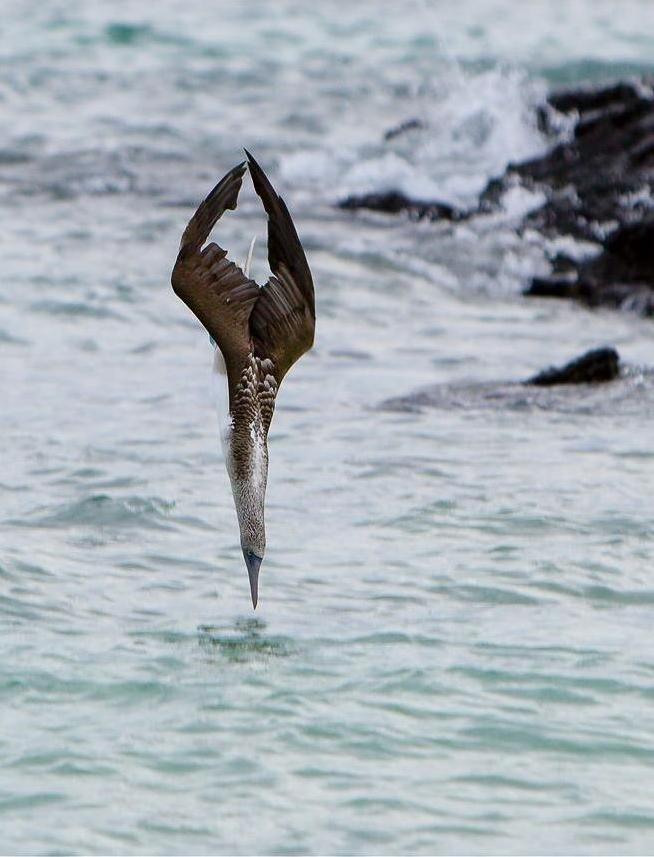 image tagged in photography,birds