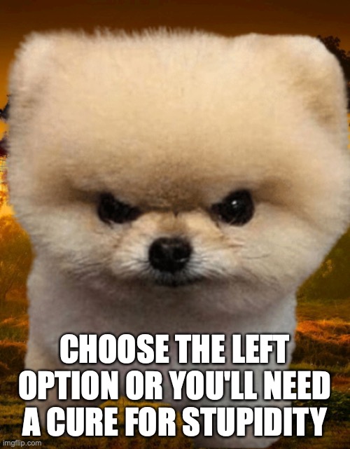 Fluffy, Destroyer of worlds | CHOOSE THE LEFT OPTION OR YOU'LL NEED A CURE FOR STUPIDITY | image tagged in fluffy destroyer of worlds | made w/ Imgflip meme maker