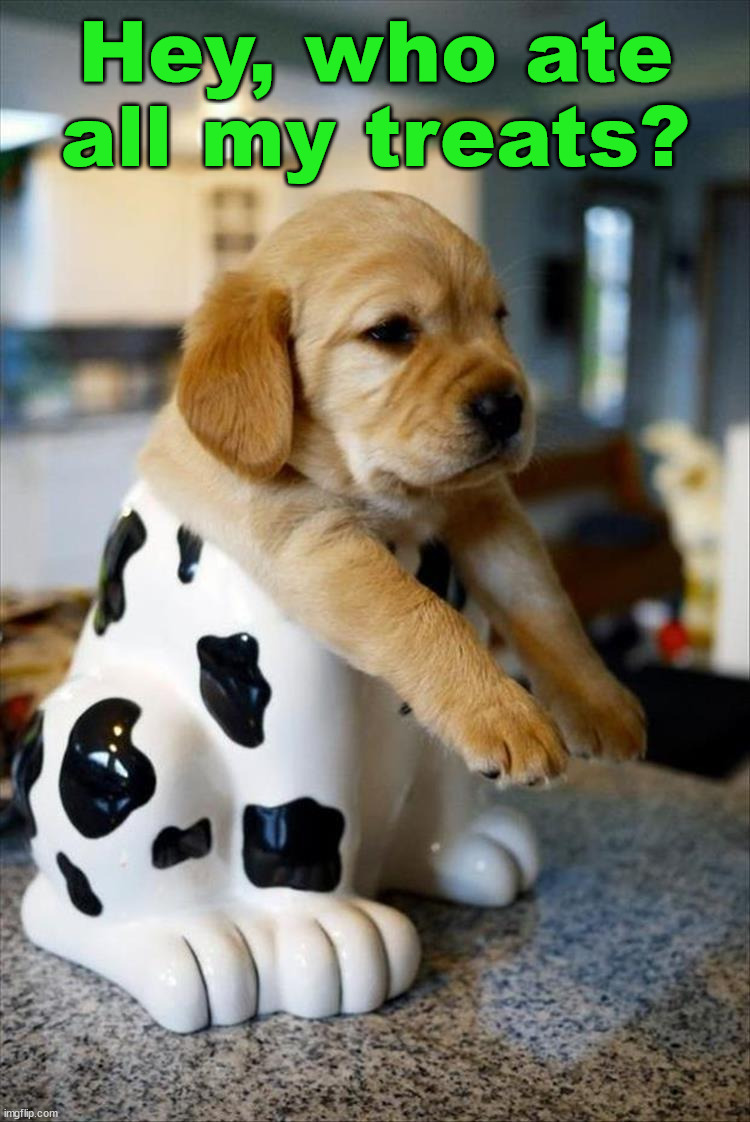 Hey, who ate all my treats? | image tagged in dogs | made w/ Imgflip meme maker
