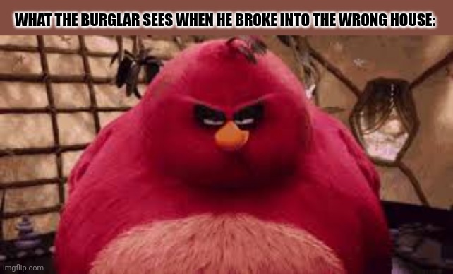 WHAT THE BURGLAR SEES WHEN HE BROKE INTO THE WRONG HOUSE: | image tagged in memes,angry,birbs | made w/ Imgflip meme maker