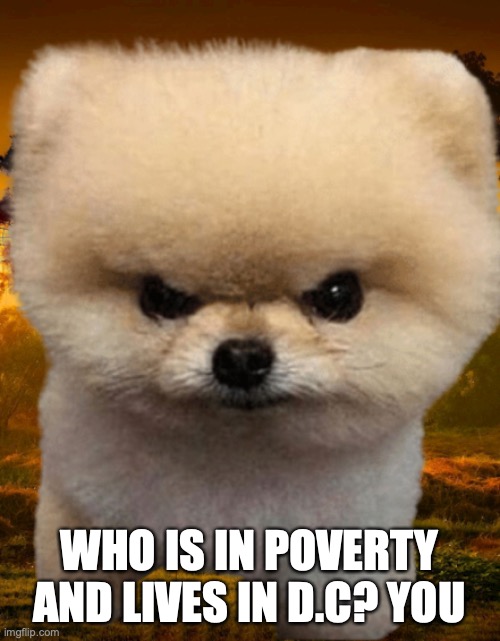 Fluffy, Destroyer of worlds | WHO IS IN POVERTY AND LIVES IN D.C? YOU | image tagged in fluffy destroyer of worlds | made w/ Imgflip meme maker